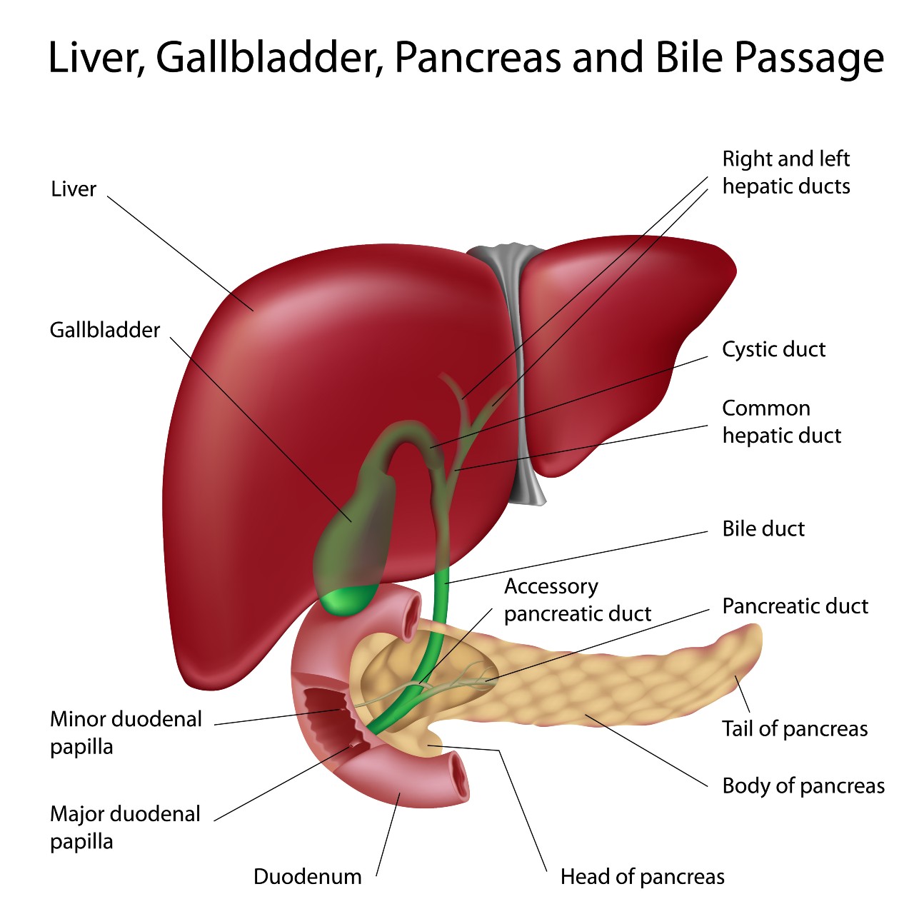 liver gallbladder pancreas 001